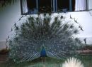 Peacock, Mount Kenya Safari Club, Nanyuki
